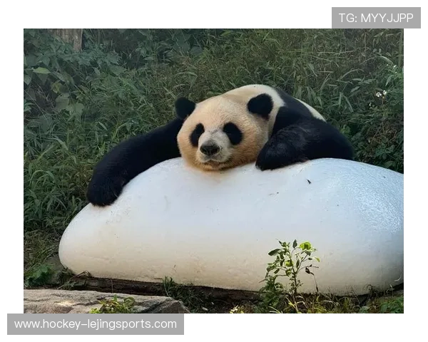 足球明星与大熊猫亲密合影展现动植物和谐共生的美好瞬间